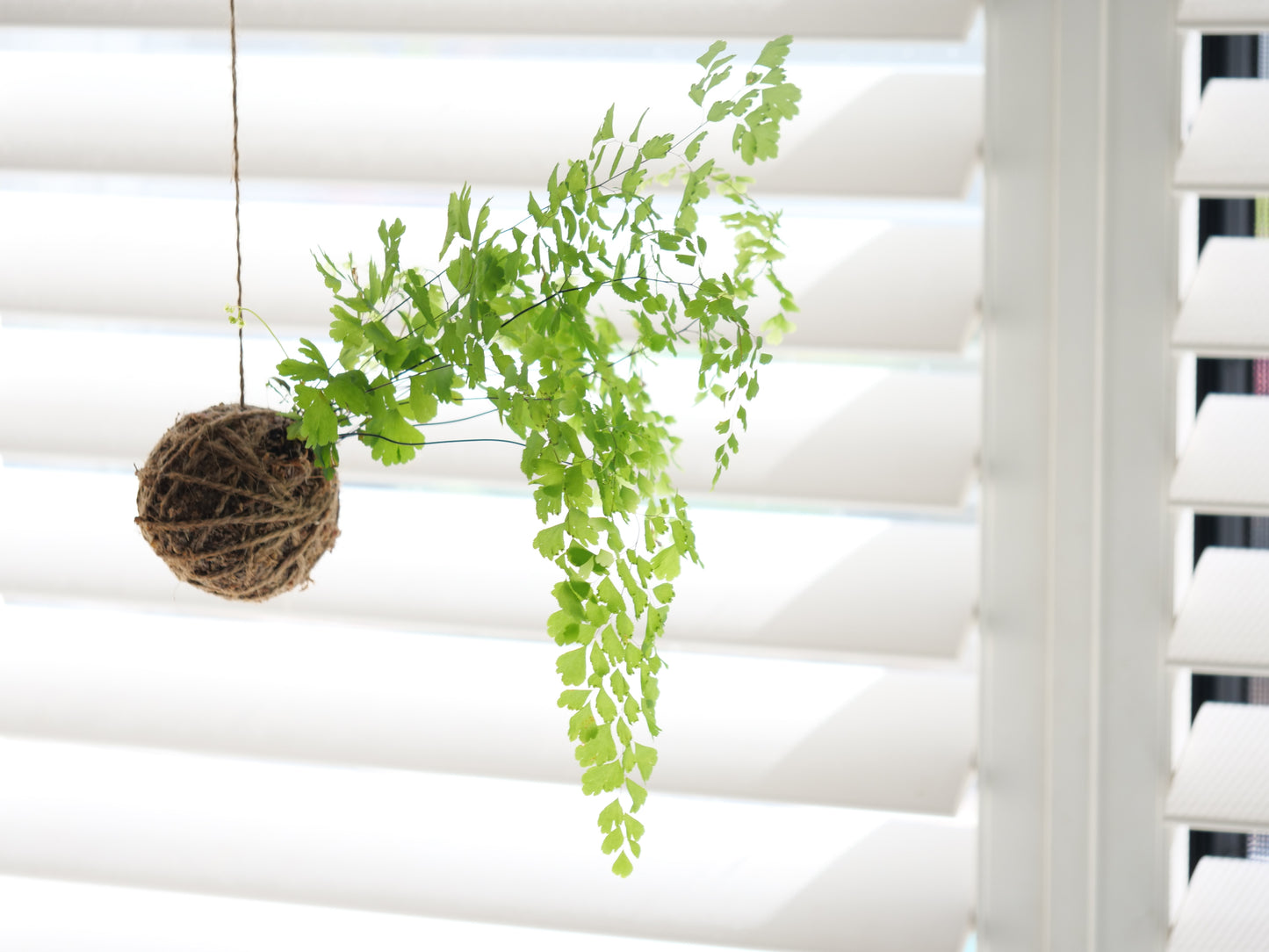 Kokedama Maidenhair Fern