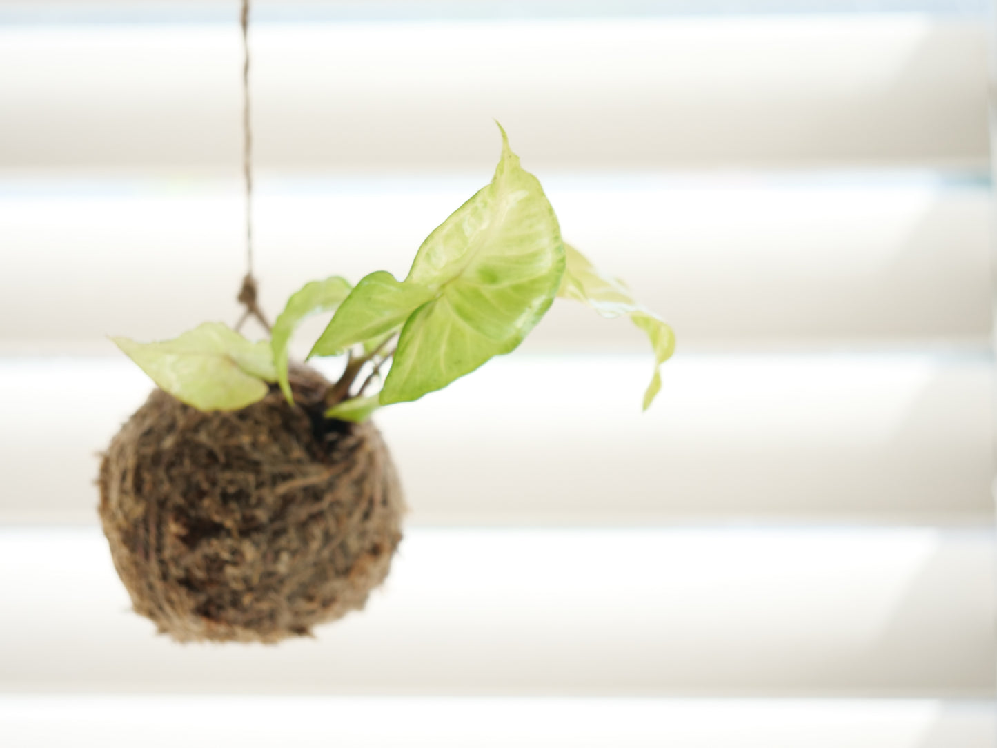 Syngonium podophyllum