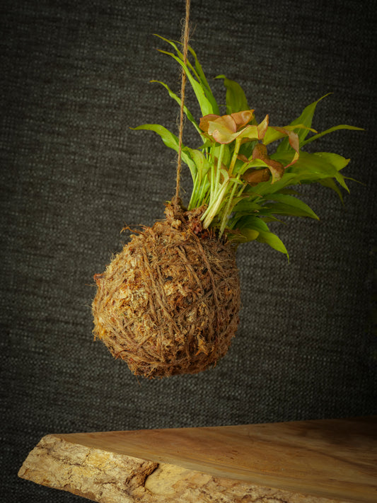 Kokedama plant selection