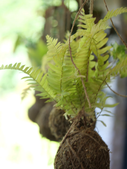 Nephrolepis exaltata, Boston Fern, Sword fern