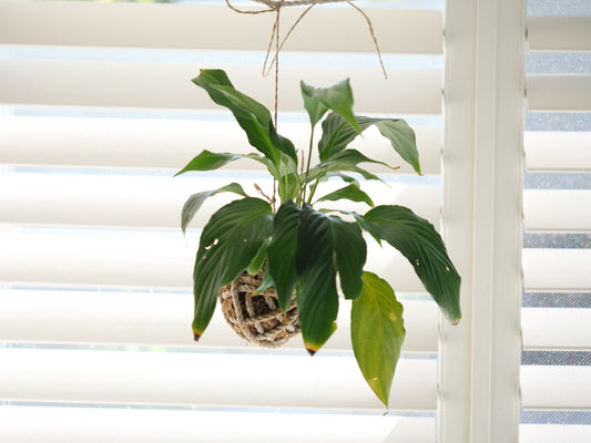 Peace lily (Spathiphyllum)