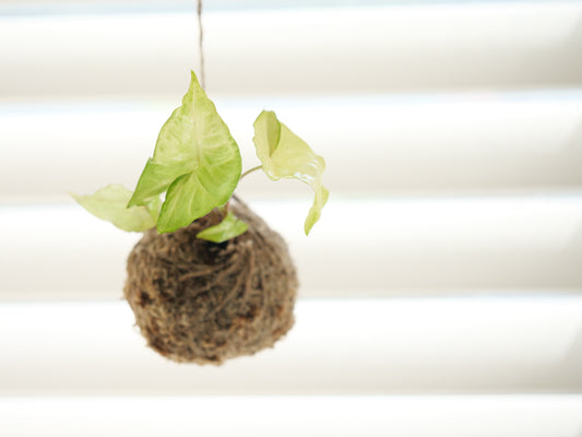 Syngonium podophyllum