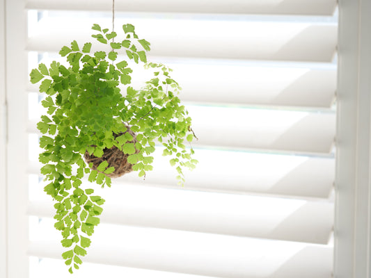 Kokedama Maidenhair Fern